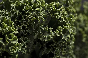 Raw Nutrition Meal Drucke: Close up shot kale