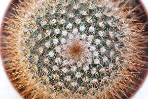 Desert Garden Design Drucke: Close up of a small cactus macro shot top view selective focus