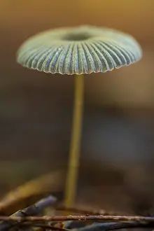 Delicate Mushroom Drucke: Close up of a small mushroom with a delicate