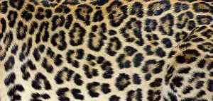 Wild Animal Camouflage Drucke: Close up of spotted Leopard fur texture