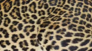 Camouflaged Wildlife Photography Drucke: Close up of spotted Leopard fur texture