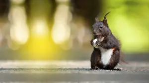 Lows Eichhörnchen Drucke: Nahaufnahme eines Eichhörnchens, das auf dem Boden isst.