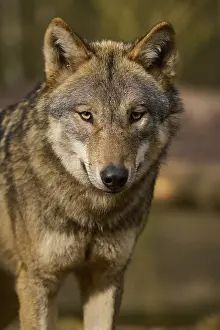 German Wild Animal Photography Drucke: A close-up of an alert wolf in the forest
