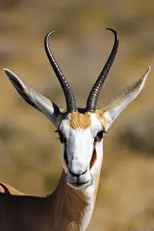 Drucke von Nahansicht eines Antilopenkopfes mit auffälligen Hörnern in einer natürlichen Umgebung, Springbok im Etosha-Park in Namibia (Antidorcas marsupialis) Säugetiere Drucke: Nahe Aufnahme eines Antilopenkopfes mit auffälligen Hörnern in einer natürlichen Umgebung