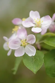 Springtime Fruit Blossoms Drucke: Close-up of apple (malus) tree blossoms in spring