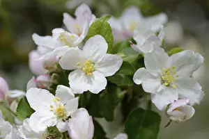 Deciduous Fruit Tree Details Drucke: Close-up of apple tree blossoms in spring