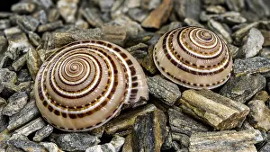 Architectonica Perspectiva Drucke: Close-up of an Architectonica perspectiva seashell