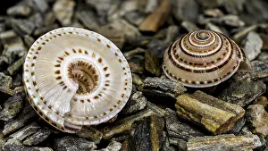 Deserted Beach Rock Formations Drucke: Close-up of an Architectonica perspectiva seashell