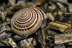 Architectonica Perspectiva Drucke: Close-up of an Architectonica perspectiva seashell