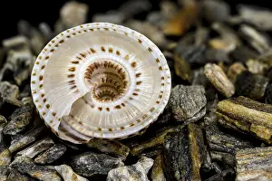 Andere Gastropoden Drucke: Nahaufnahme einer Architectonica perspectiva Muschel.