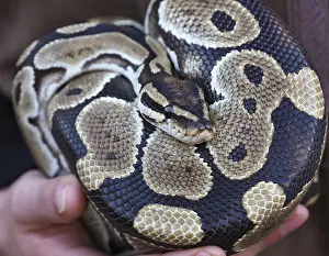 Drucke von Ein Ballpython zeigt sein atemberaubendes Schuppenmuster, während es sich in den Händen seines Pflegers entspannt Python Drucke: Ballpython in der Hand, zeigt seine Schuppenmuster