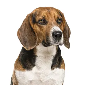 Isolated Animal Image Drucke: Close-up of a Beagle in front of a white background