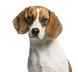 Studio Shot Of A Hound Drucke: Close-up of a Beagle in front of a white background