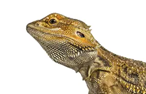 Bright Background Wildlife Photo Drucke: Side close-up of a bearded dragon