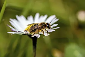 Macro Insect Photography Drucke: Close-up of a bee on a white daisy