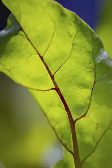 Lower Austria Nature Drucke: Close-up, beetroot leaf (beta)