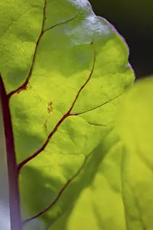 Lower Austria Nature Drucke: Close-up, beetroot leaf (beta)