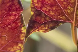 Upper Franconia Nature Scene Drucke: Close-up of bright red and yellow leaves with complex texture and pattern