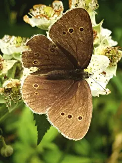 Drucke von Ein Nahaufnahme eines braunen Schmetterlings, des Braunargus (Aphantopus hyperantus), der auf weißen Blüten in seinem natürlichen Lebensraum im Frankenwald-Naturpark, Oberfranken, ruht Brauner Argus Drucke: Ein Aufnahmeeinblitz eines braunen Schmetterlings.