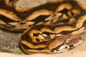 Drucke von Nahaufnahme eines Burmesischen Pythons, die seine feinen Muster und Farbgebung in einem kontrollierten Umfeld hervorhebt Python Drucke: Nahaufnahme eines Burmesischen Pythons