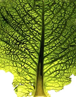 Nature Close Up Shots Drucke: Close-up of a cabbage leaf