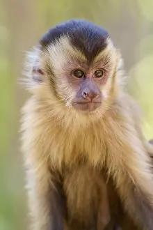 Capuchin Monkey Drucke: Close-up of a capuchin monkey with an expressive look in the forest