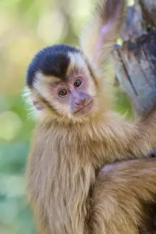 Capuchin Monkey Drucke: Close-up of a capuchin monkey looking curiously down from a tree trunk