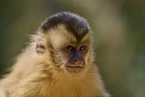 Brazil Wildlife Drucke: Close-up of a capuchin monkey looking to the side with a serious expression