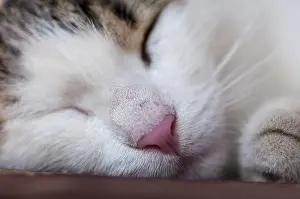 Ein Aufnahmenschwerpunkt auf eine schlafende Katze auf einem Bank.