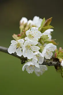 Bavaria Spring Scene Drucke: Close-up of cherry tree blossoms in spring