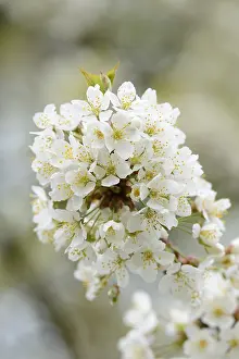 Deciduous Tree Blooms Drucke: Close-up of cherry tree blossoms in spring