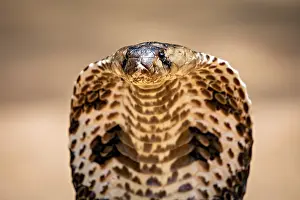 Poisonous Snake Species Drucke: Close-up of a cobra head with a clearly visible scale pattern