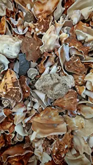 West African Coast Drucke: Close-up of a collection of shells (concha) on the beach