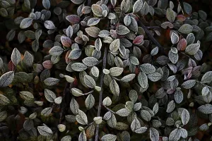 Macro Shot Of Foliage Drucke: Close-up of Cotoneaster leaves