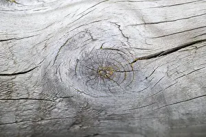 Raw Food Still Life Drucke: Close-up of a cut fruit in an old tree trunk