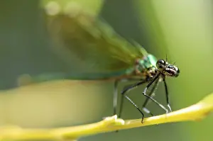 Dragonfly Close Up Drucke: Close-up of a dragonfly sitting on a leaf