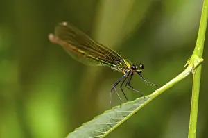 Dragonfly Close Up Drucke: Close-up of a dragonfly sitting on a leaf