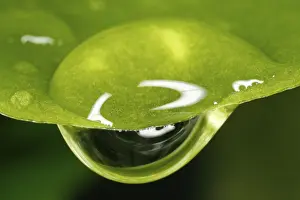 Macro Nature Images Drucke: Close-up of a drop of water on a leaf