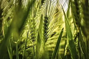 Farmland Scenery Drucke: Close-up of ears in a cornfield