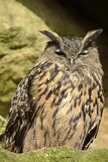 Forest Wildlife Germany Drucke: Close-up of a Eurasian Eagle-Owl (Bubo bubo) in a forest in spring