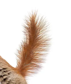 Macro Photography Studio Shot Drucke: Close-up of a Eurasian red squirrel tail