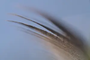 Natural Environment Europe Drucke: Close-up of a feather from a bird