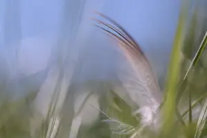 NRW Nature Photography Drucke: Close-up of a feather from a bird