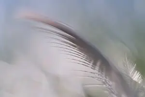 German Wildlife Habitat Drucke: Close-up of a feather from a bird