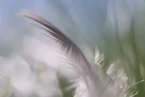 Kempen Deserted Landscape Drucke: Close-up of a feather from a bird