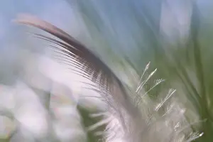 Kempen North Rhine Westphalia Drucke: Close-up of a feather from a bird