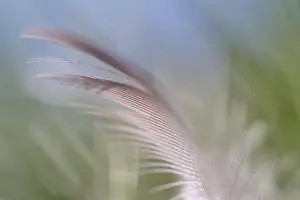 Birds In Their Habitat Drucke: Close-up of a feather from a bird
