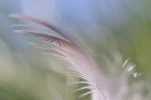 Close Up Bird Image Drucke: Close-up of a feather from a bird