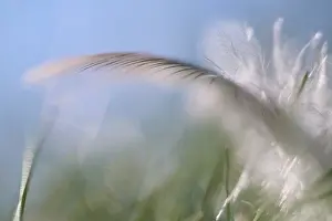 Bird Feather Drucke: Close-up of a feather from a bird