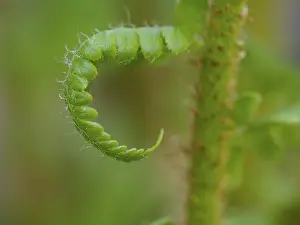 Bilder Datiert 14. April 2024: Fern print early spring development